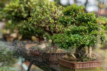 Image of bonsai plants on a tray outdoors