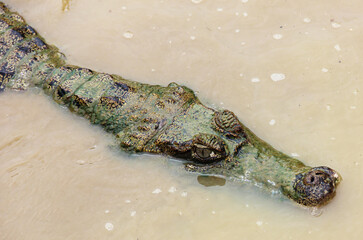 Primer plano de un cocodrilo en Rio Amazonas, Perú. 