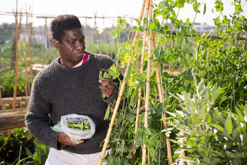 Afro american man gardener picking green peas at a garden on a warm spring day