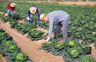 Skilled farmer gathering crop of organic savoy cabbage on farm vegetable plantation with team of farmworkers. Spring harvest time