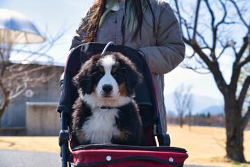 乗り物に乗る仔犬
