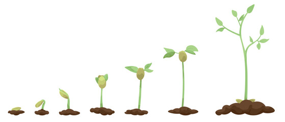 Drawn stages of plant growth on white background