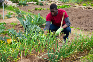 African American gardener working on green onion and garlic plantation in his vegetable garden in spring day