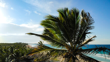 Fototapeta na wymiar Uninhabited or desert island with palm trees with ocean on background. Uninhabited island with an idyllic lagoon in a tropical ocean climate. Palm trees on ocean coast near beach. Palm tree close up.