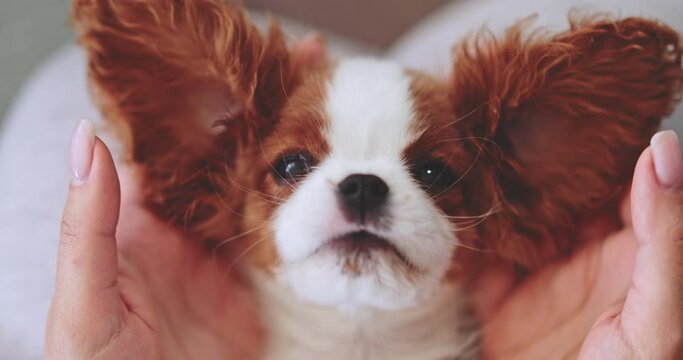 Playing Peekaboo With Puppy In Womans' Hands. SLOW MOTION. Having fun with little baby dog. Cavalier King Charles Spaniel pup looking surprised. Happy stress free footage. Therapy dog breed. 