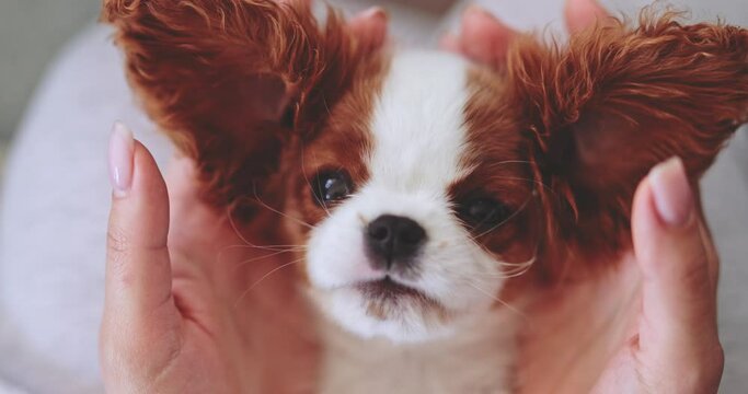 Playing Peekaboo With Puppy In Womans' Hands. SLOW MOTION. Having fun with little baby dog. Cavalier King Charles Spaniel pup looking surprised. Happy stress free footage. Therapy dog breed. 