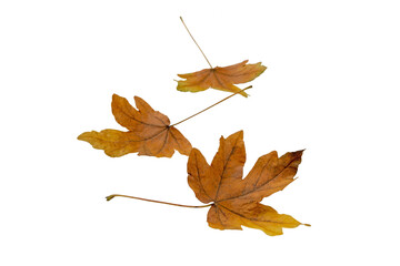 Three brown maple fallen leaves isolated transparent png. Autumn season. 