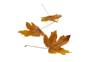 Three brown maple fallen leaves isolated transparent png. Autumn season. 