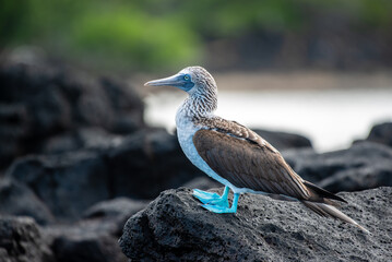 Close-up of a beautiful blue-footed booby in the Galápagos Islands