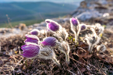 Dream grass is the most beautiful spring flower. Pulsatilla blooms in early spring in forests and...