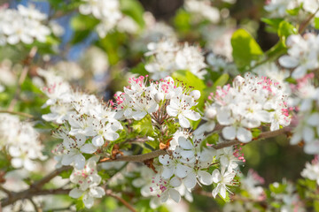 Masses of white blooms on the Parsley Hawthorn tree on an early spring day in Texas.