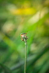 diabrotica speciosa on a flower