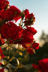 Red roses on the background of sun rays in the garden. Greeting card template, banner for Valentine's Day and Women's Day holiday wishes. Mother's Day.