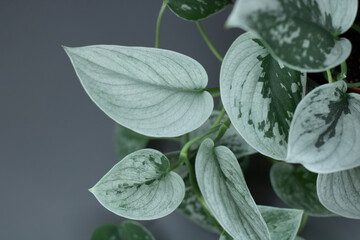 Beautiful indoor plant Scindapsus pictus 'Silver Ann' on gray background.