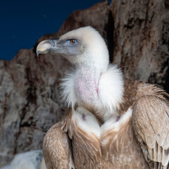 Detalle de un buitre leonado, gyps fulvus, en cautividad