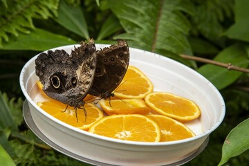 Mariposas posadas comiendo en  unas rodajas de naranja