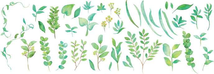 水彩画。手描きの水彩タッチ植物イラスト。緑のハーブの挿絵セット。Watercolor painting. Hand painted watercolor touch botanical illustration. Set of green herb illustrations.