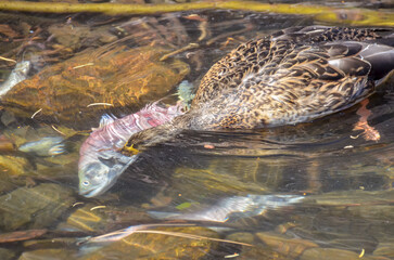Duck eating Salmon under water