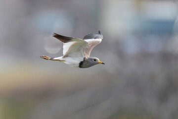 優雅に飛ぶケリの飛翔シーン
