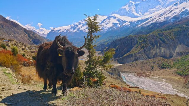 Domesticated Yak relaxing on the Annapurna circuit trek route with the village of Manang and the Himalayan mountain range in the distance, Nepal