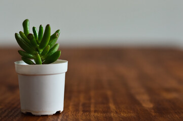 Little plant on table