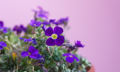 Blossom of Aubrieta,  Aubretia, flowering plants in the cabbage family Brassicaceae