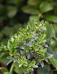 Euonymus japonicus Microphyllus Albovariegatus, on pink background, evergreen spindle or Japanese spindle, flowering plant in the family Celastraceae, native to Japan, Korea and China