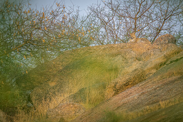 Leopard on the hills