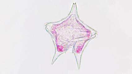 A marine phytoplankton with pink chlorophyll,  Protoperidinium sp. Live cell. 40x objective lens....
