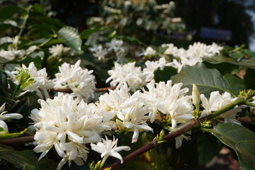 Coffee flower. Blooming coffee tree. White flowers. In the farm, coffee trees bloom with white flowers. farmer's garden close up of coffee flower under sunlight