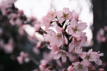 早咲きの満開の桜の花のクローズアップ