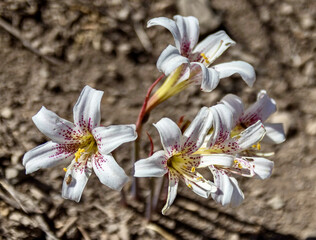 Beautiful wildflowers at Refugio Aleman in the Andes at Yerba Loca Nature Sanctuary in Chile
