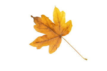 Maple fallen leaf isolated transparent png. Autumn season dry brown foliage. 