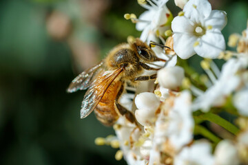 Spring time, Macro photography of a bee sipping nectar from some white flowers