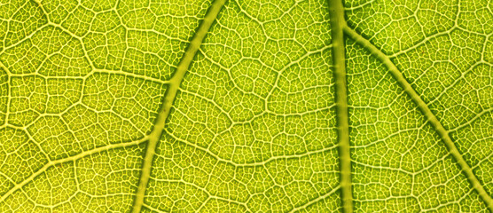 texture green leaf macro abstract background nature