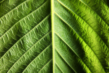 texture green leaf macro abstract background nature