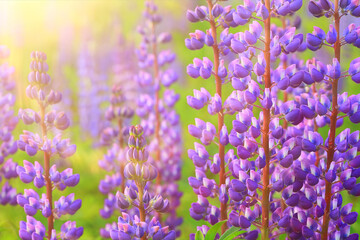 flowers wallpaper sun abstract background, wild flowers spring wallpaper