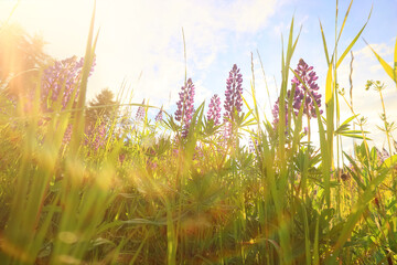 landscape wild flowers rays of the sun in the lupine flower field
