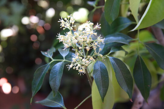  Litchi flowers, lychee tree in bloom, ornamental plant with edible fruits
