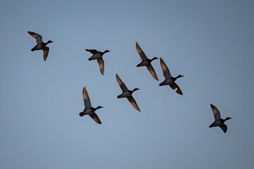 A flock of ducks flying in the sky.