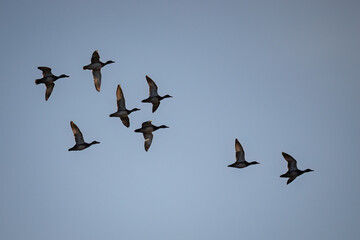 A flock of ducks flying in the sky.