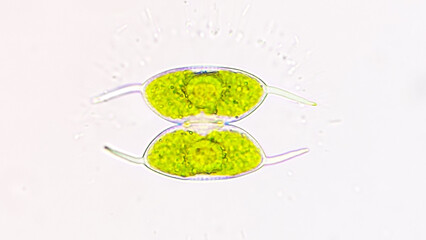 Fototapeta na wymiar Freshwater green microalgae, Staurodesmus convergens. 40x objective lens. Live cell. Selective focus