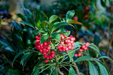 a plant with red and small fruit in bloom