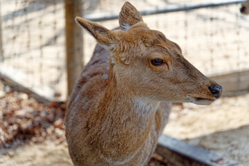 the gentle deer in the zoo