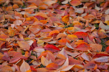 In autumn, the ground is covered with golden leaves against a background