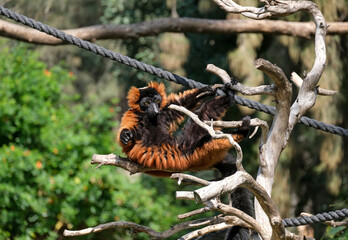 Lemur Red vari (lat. - Varecia rubra)