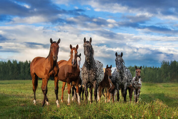Herd of horses in the field in summer