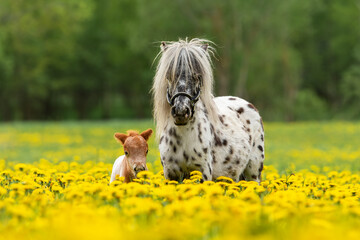 Appaloosa pony mare with a foal in the field with flowers - obrazy, fototapety, plakaty