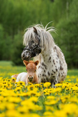Appaloosa pony mare with a foal in the field with flowers