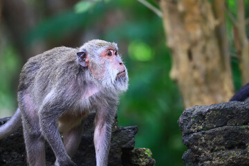 monkey family cleaning grooming wild park
